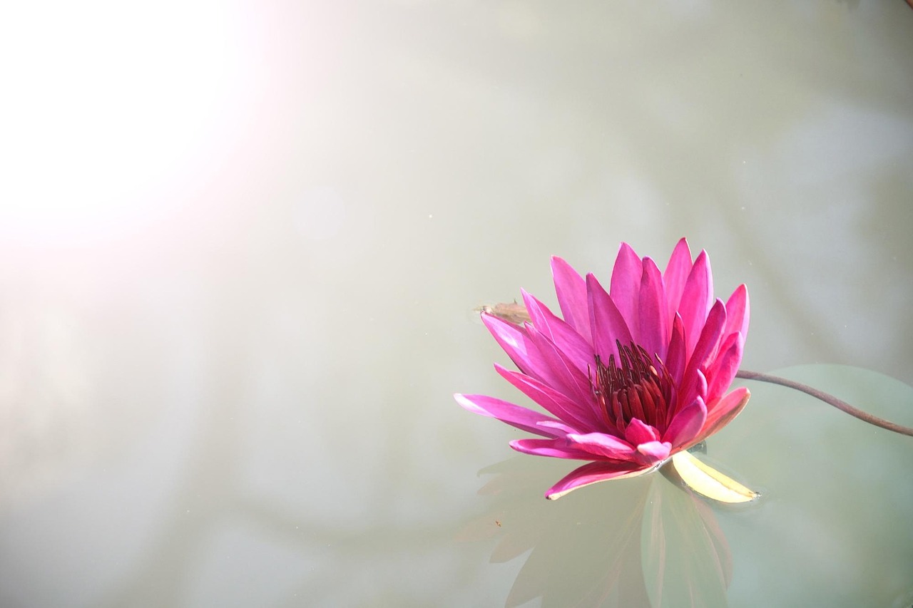 100% Safe Lotus365 Review Review 2027: Bonus, App, Withdrawal Tested